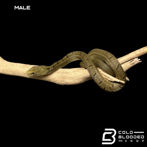 Serpiente rata rey china