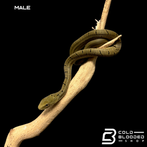 Serpiente rata rey china