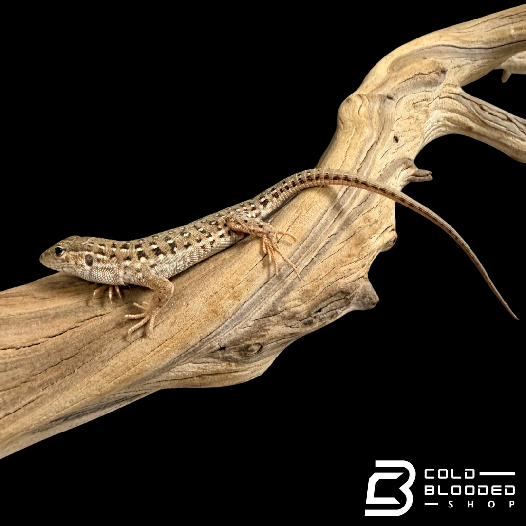 Mongolian Race Runners - Eremias argus