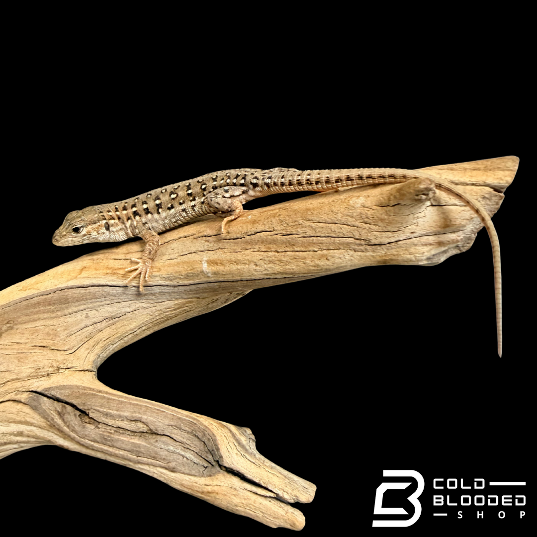 Mongolian Race Runners - Eremias argus