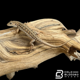 Mongolian Race Runners - Eremias argus