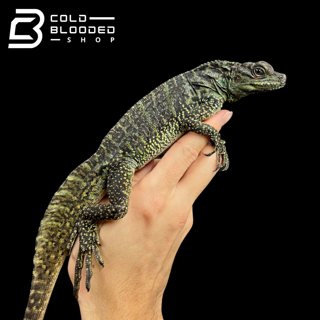 Baby/Juvenile Amboinensis Sailfin Dragon Lizard - Hydrosaurus amboinensis