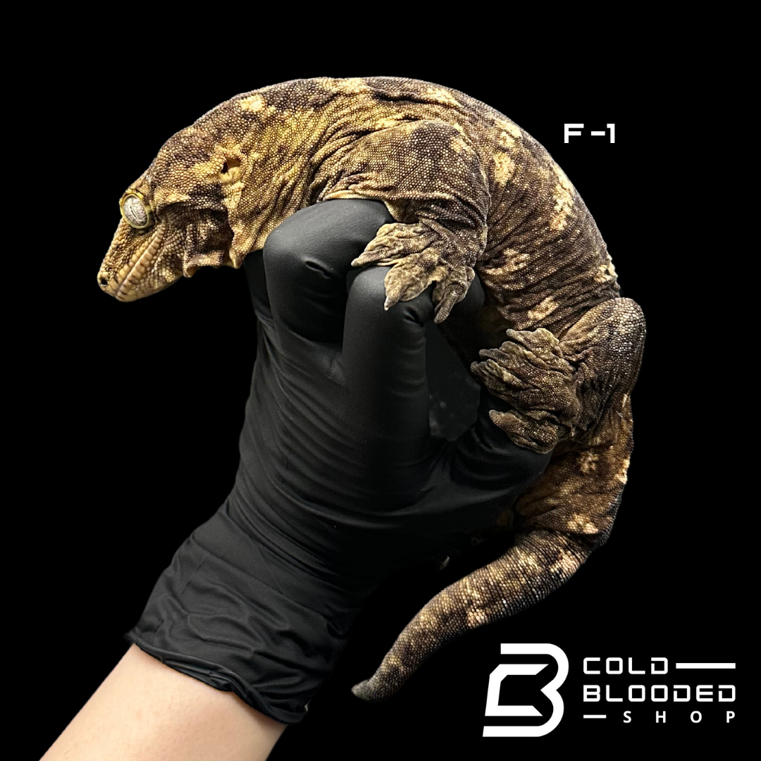 Adult Female GT Leachianus Geckos - Rhacodactylus leachianus 1-3