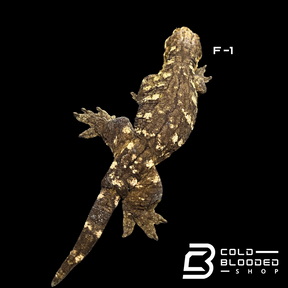 Adult Female GT Leachianus Geckos - Rhacodactylus leachianus 1-3