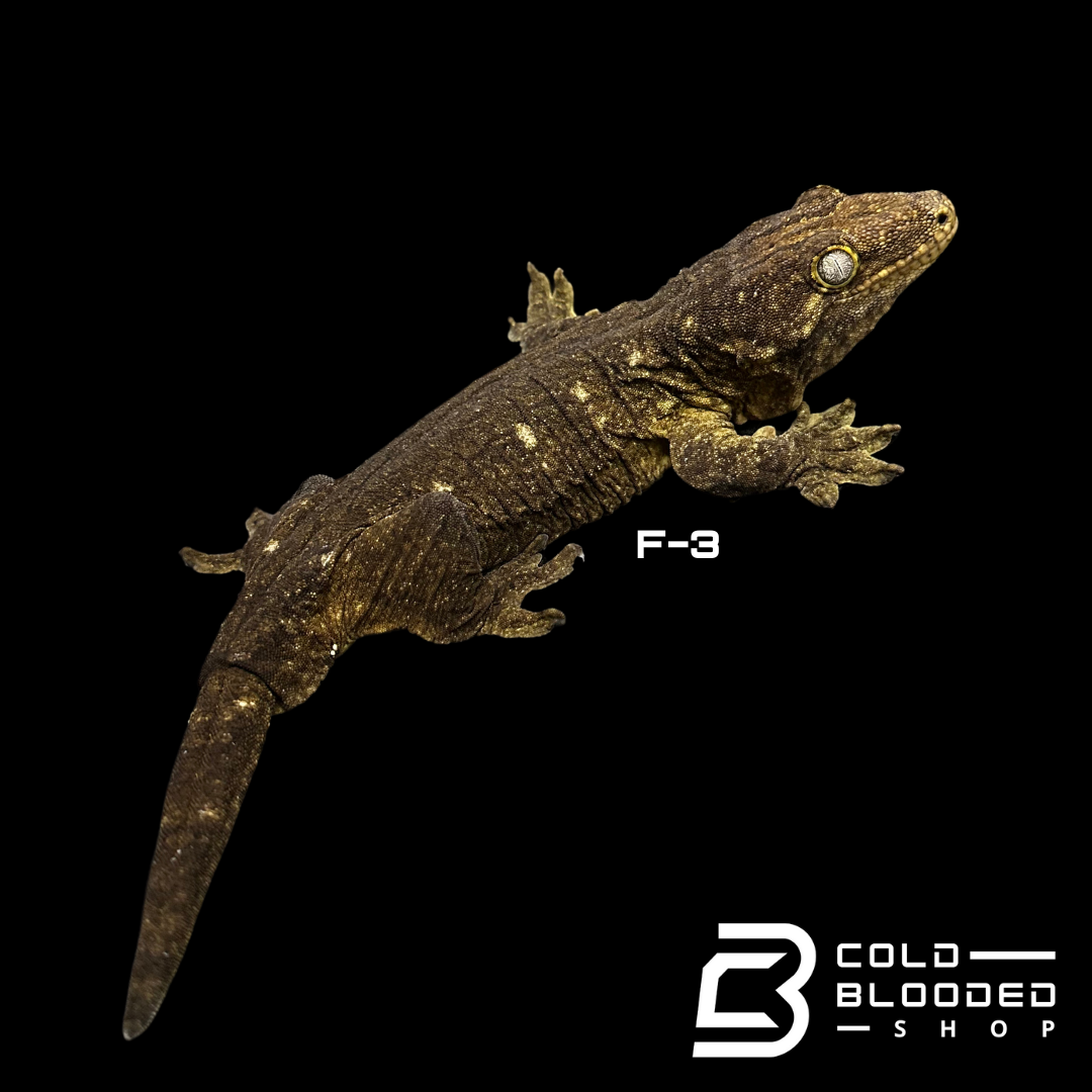 Adult Female GT Leachianus Geckos - Rhacodactylus leachianus 1-3