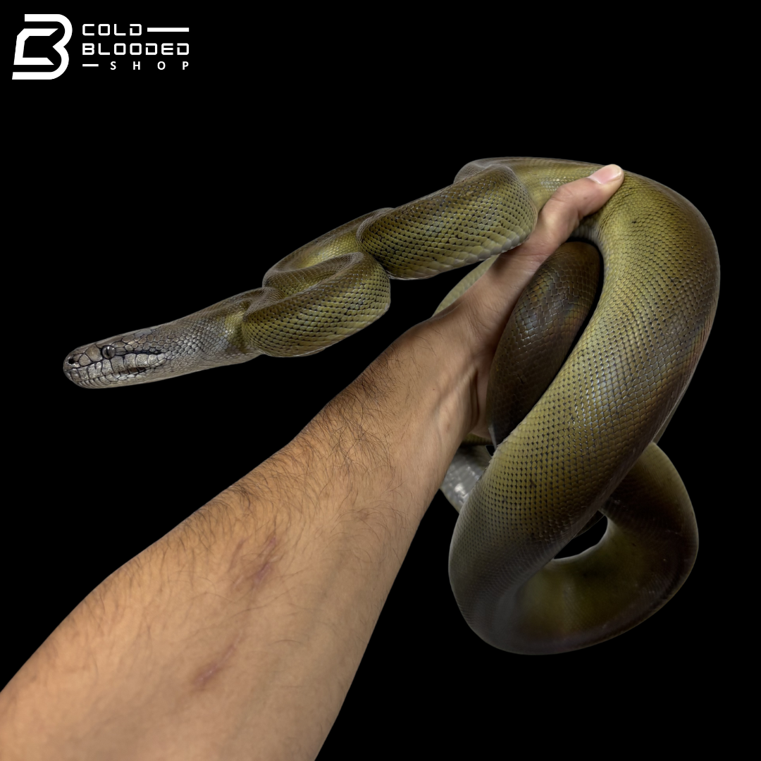 Young Female Papuan Python - Apodora Papuana