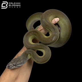 Young Female Papuan Python - Apodora Papuana