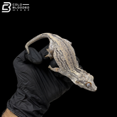 Female Black And White Pinstripe Gargoyle Gecko