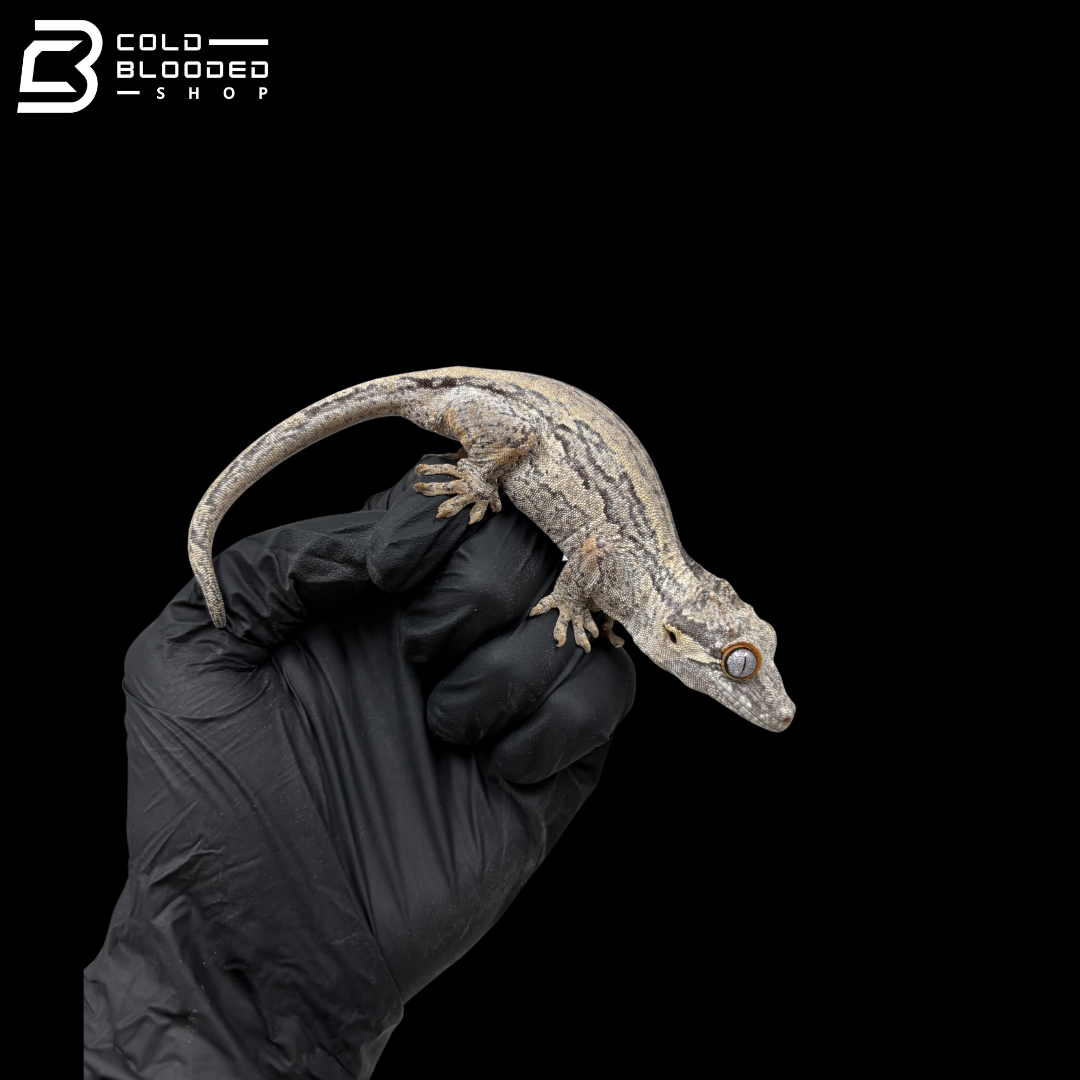 Female Black And White Pinstripe Gargoyle Gecko