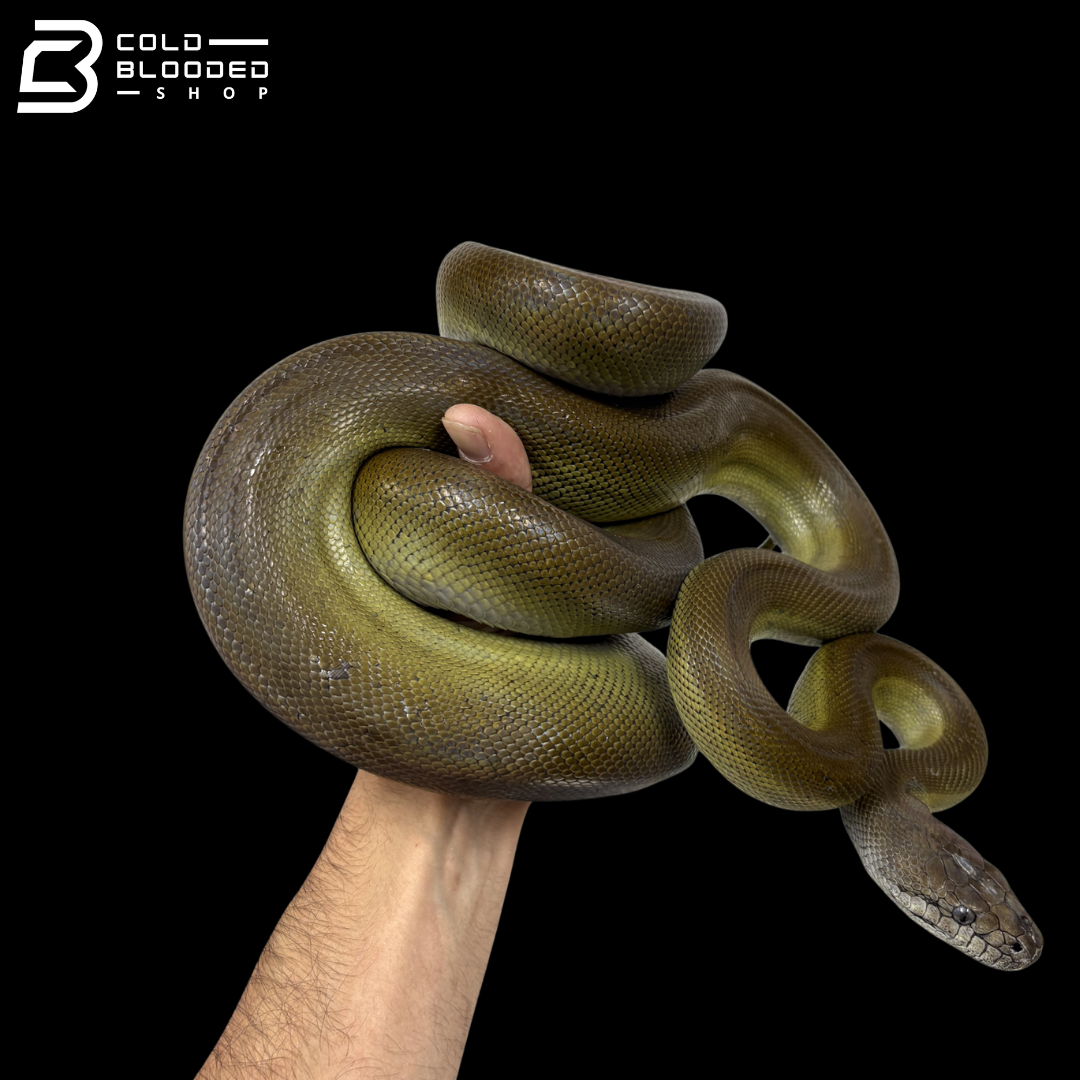 Young Female Papuan Python - Apodora Papuana