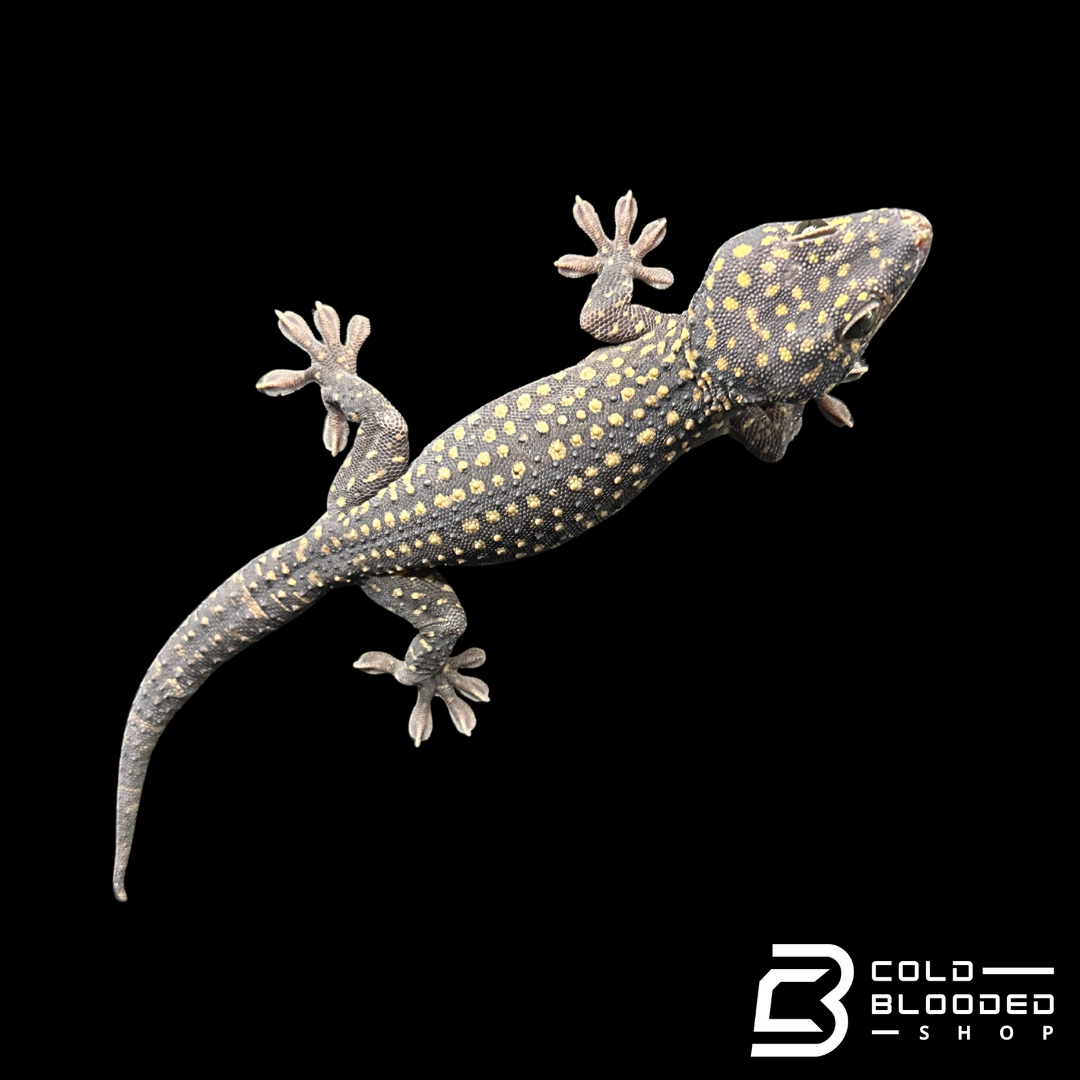 Adult Giant male Yellow Spot Tokay Gecko - Gekko gecko