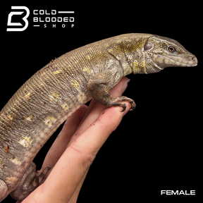 Pair of Adult Crocodile Tegus - Crocodilurus amazonicus - Cold Blooded Shop