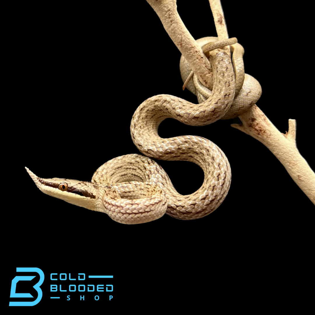 Rhinoceros Rat Snakes - Gonyosoma boulengeri - Cold Blooded Shop