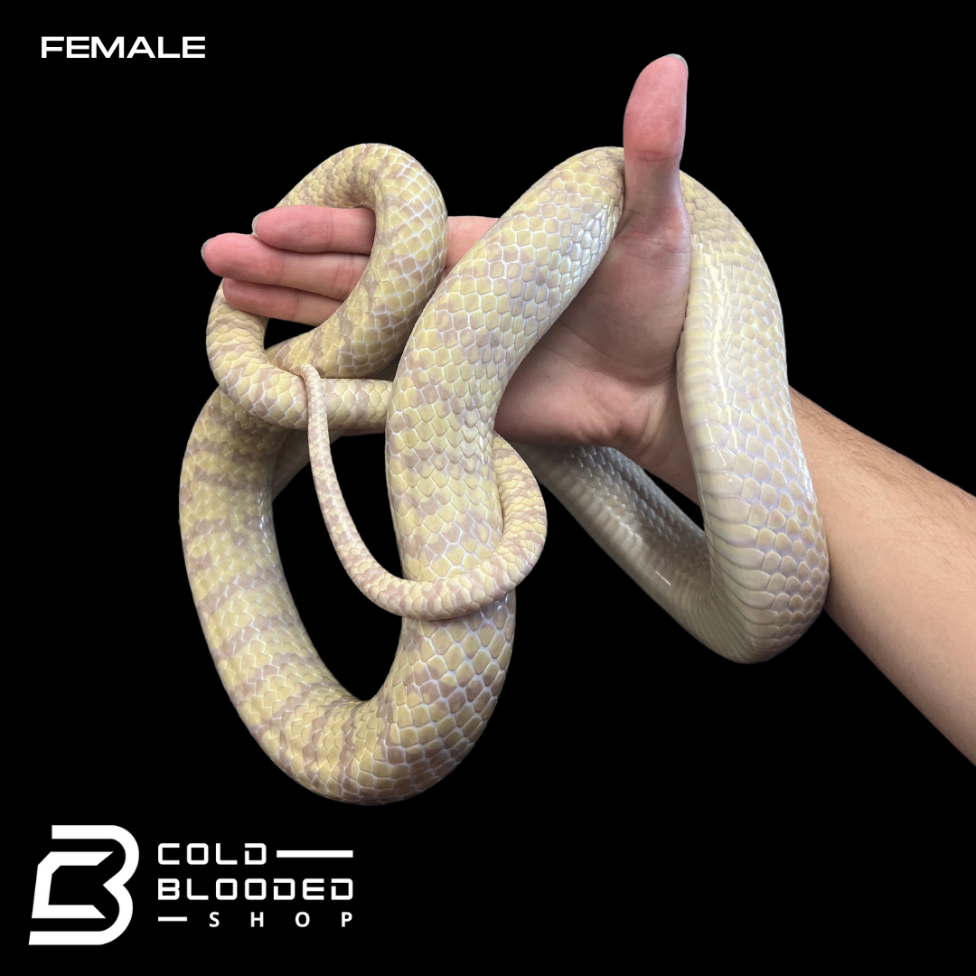Adult Pair of Albino Oriental Rat Snakes - Ptyas mucosa - Cold Blooded Shop