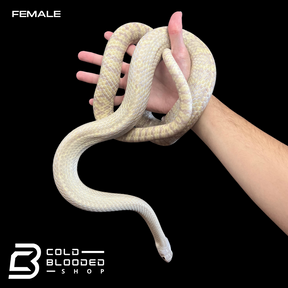 Adult Pair of Albino Oriental Rat Snakes - Ptyas mucosa - Cold Blooded Shop