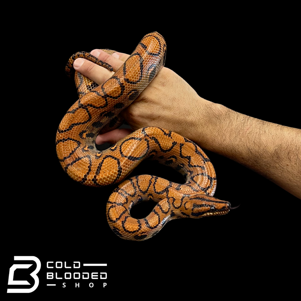 Baby/Juvenile Brazilian Rainbow Boas - Epicrates cenchria - Cold Blooded  Shop