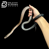 Female Black Copper Ratsnake - Coelognathus flavolineatus #1