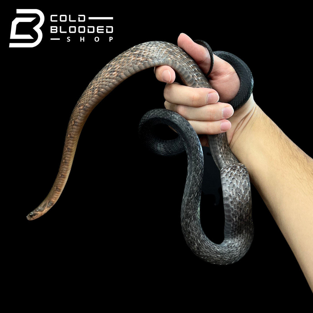 Female Black Copper Ratsnake - Coelognathus flavolineatus #1 - Cold Blooded Shop