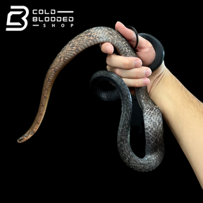Female Black Copper Ratsnake - Coelognathus flavolineatus #1