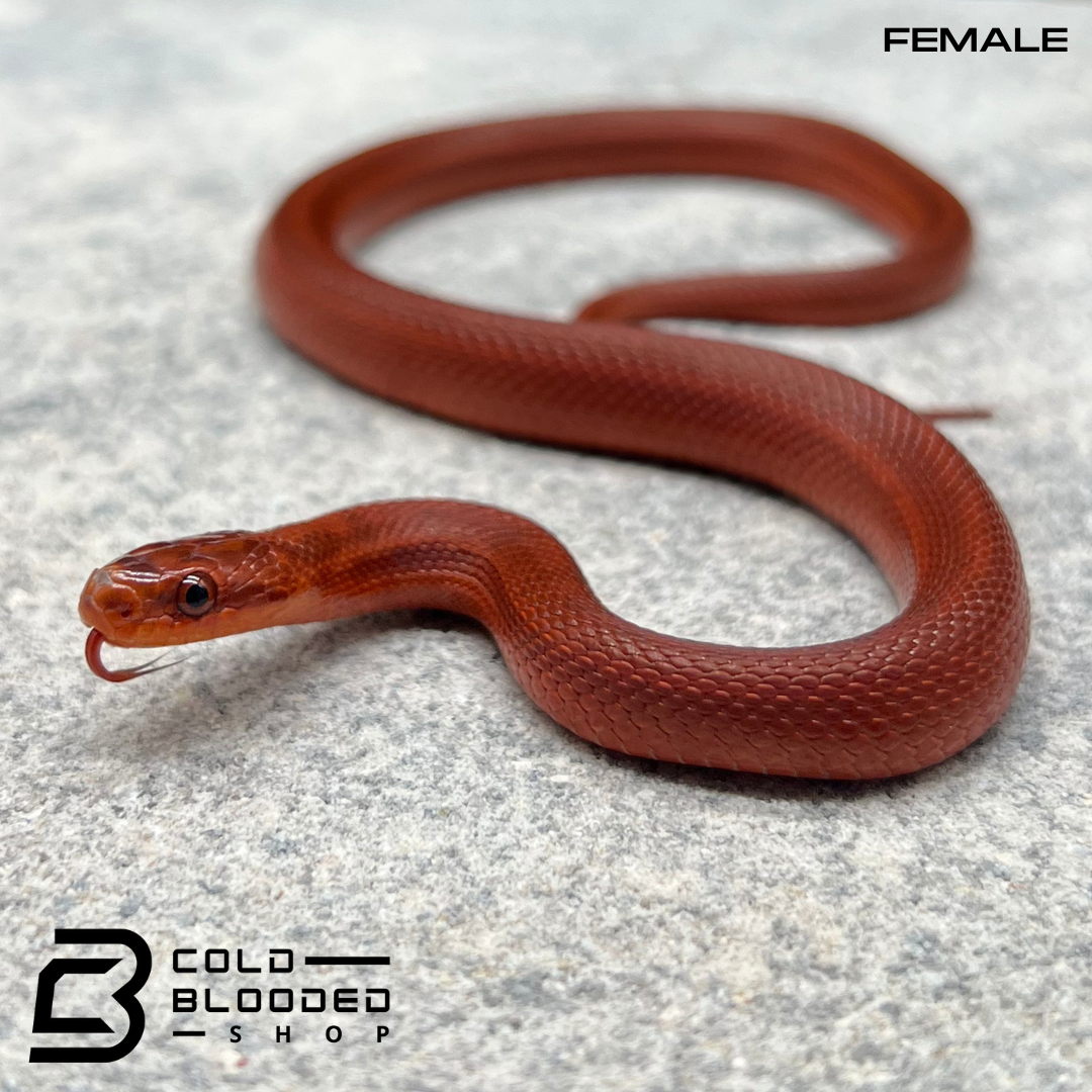 Super Red Flame Dione's Rat Snakes - Elaphe dione - Cold Blooded Shop