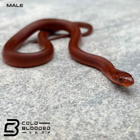 Super Red Flame Dione's Rat Snakes - Elaphe dione - Cold Blooded Shop