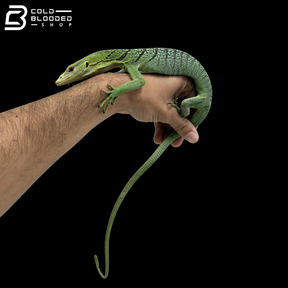 Female Green Tree Monitor - Varanus Prasinus