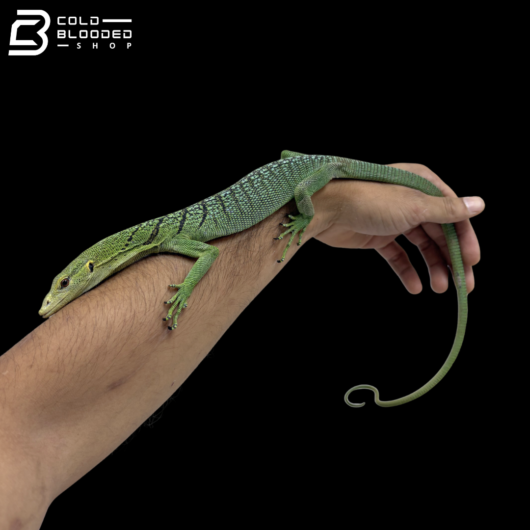 Female Green Tree Monitor - Varanus Prasinus