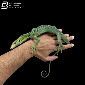 Female Green Tree Monitor - Varanus Prasinus