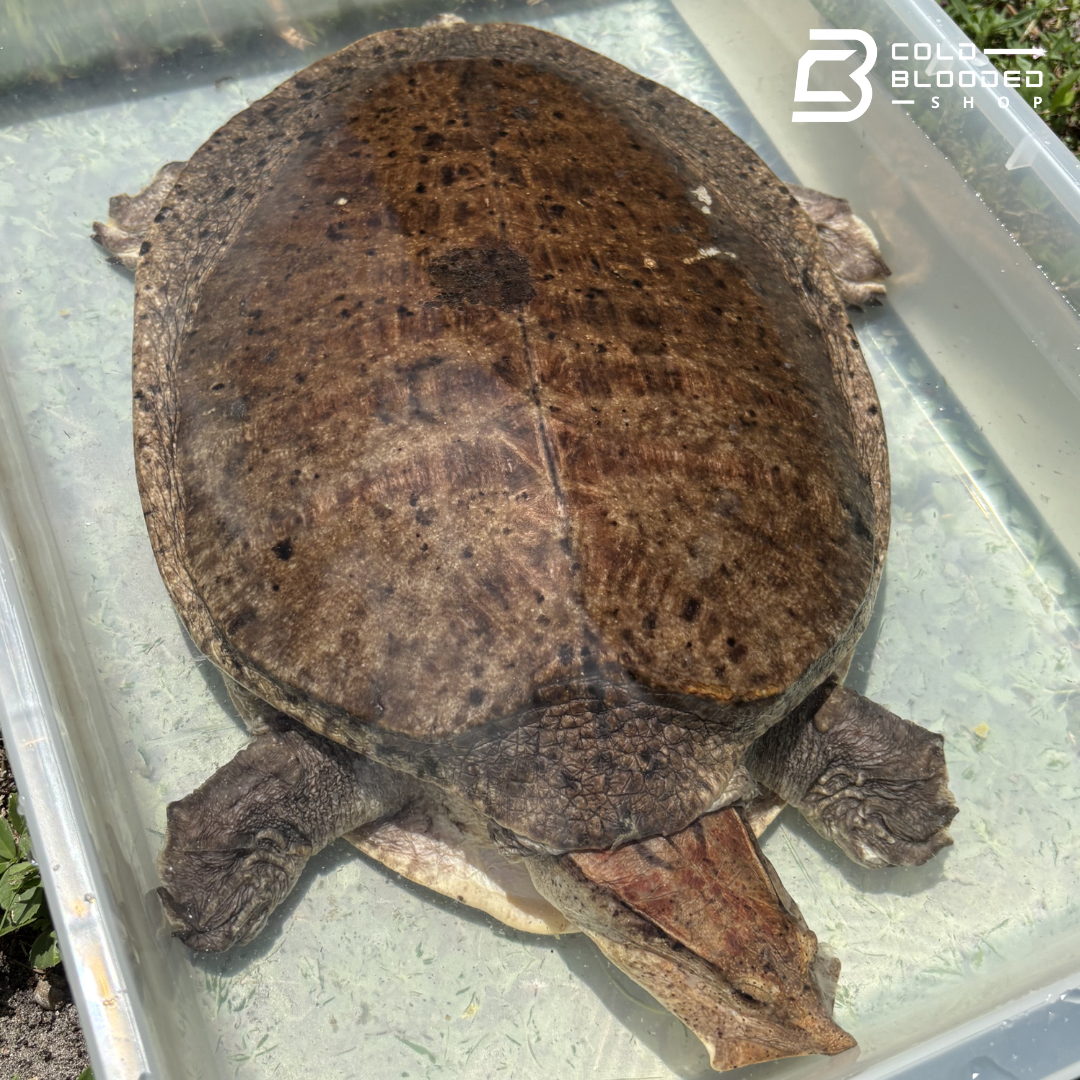 Aubry's Flapshell Turtle - Cycloderma Aubryi