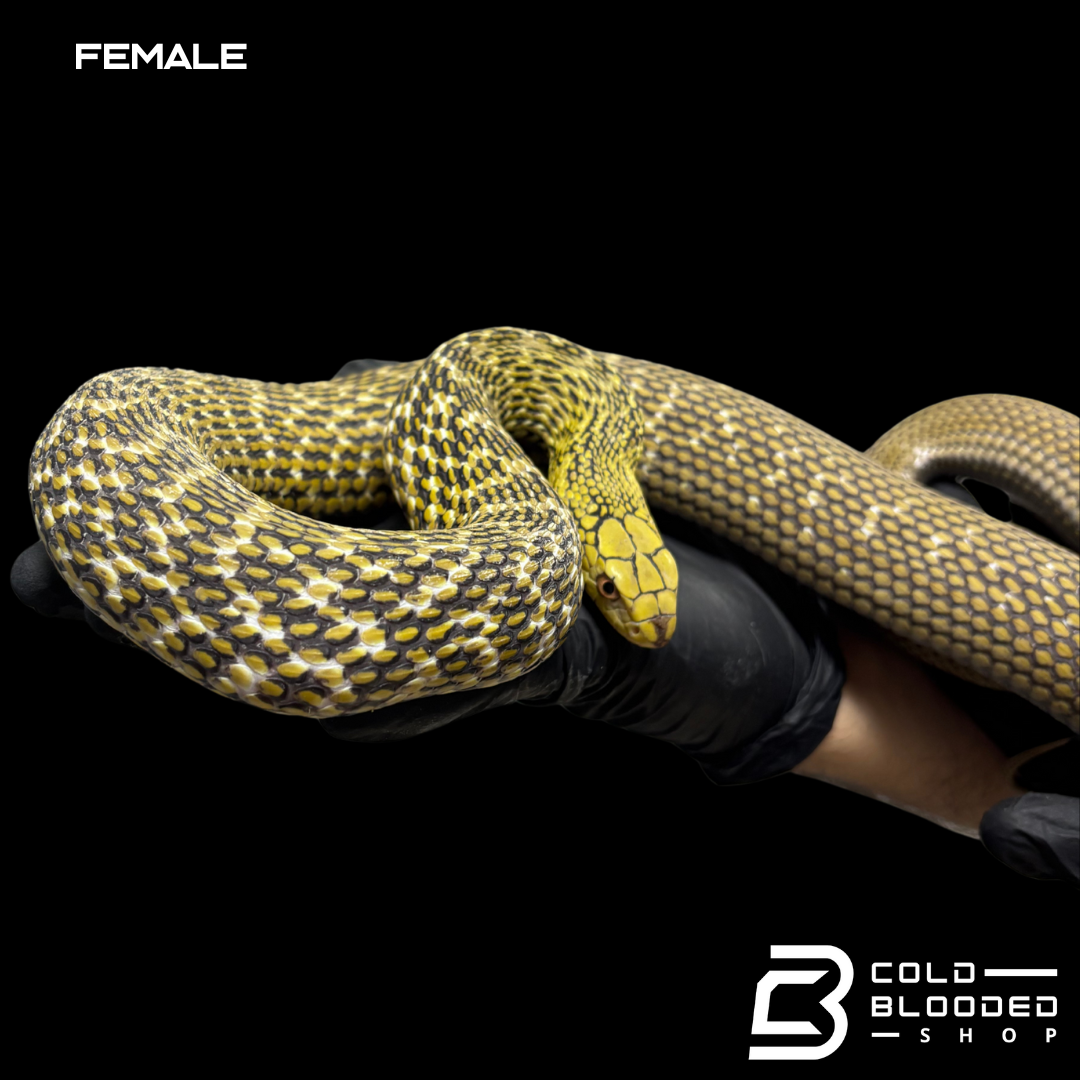 Serpiente rata rey china