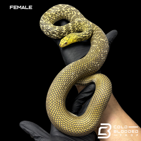 Serpiente rata rey china