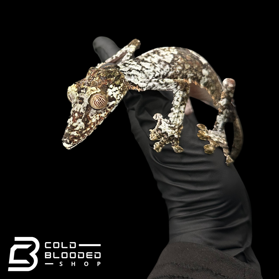 Adult Female Giant Leaf-Tailed Gecko - Uroplatus fimbriatus