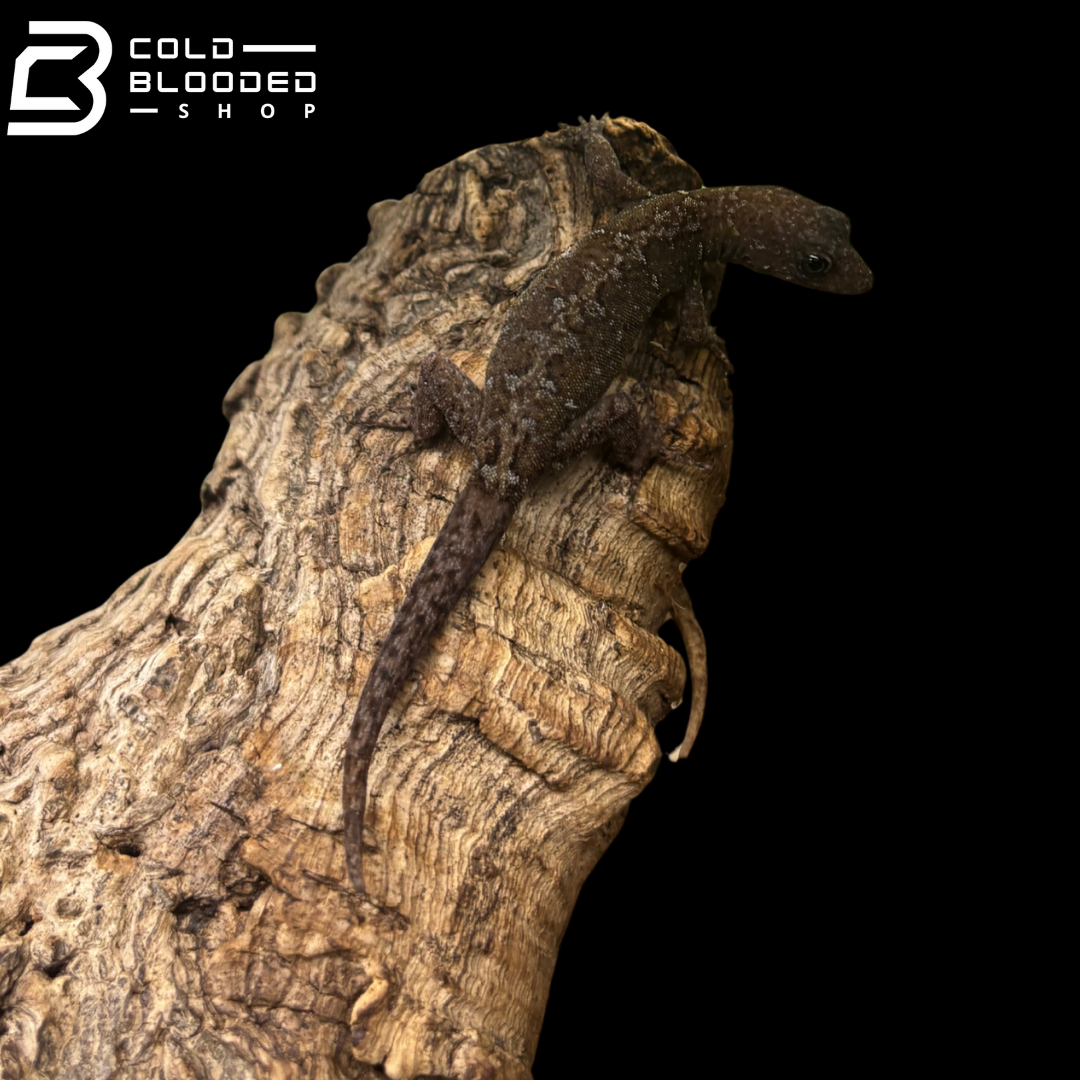 RARE! Annulated Gecko pairs  - Gonatodes annularis