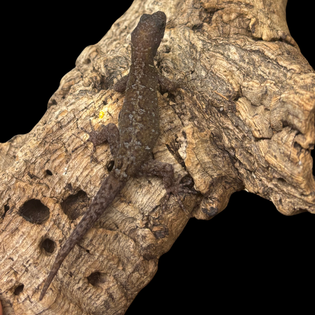 RARE! Annulated Gecko pairs  - Gonatodes annularis