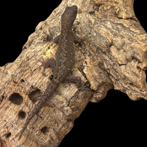 RARE! Annulated Gecko pairs  - Gonatodes annularis