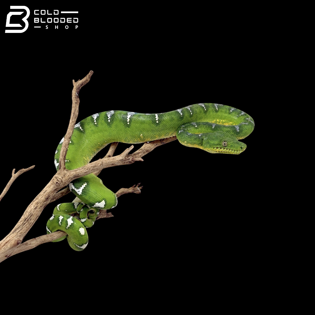 Young Female Emerald Tree Boa - Corallus Caninus