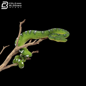 Young Female Emerald Tree Boa - Corallus Caninus