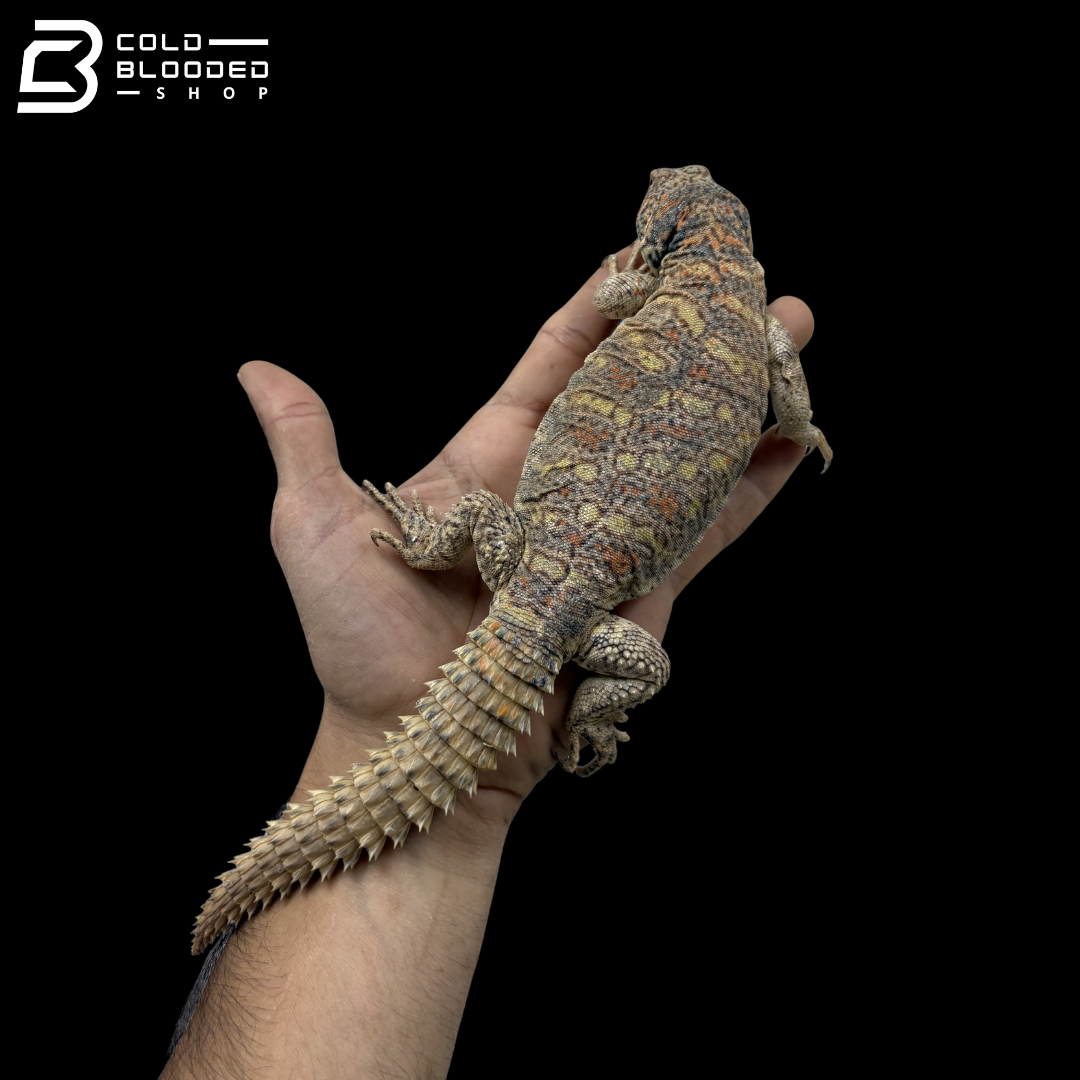 Adult Female Ornate Uromastyx - Uromastyx ornata