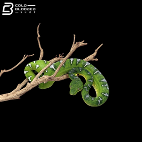 Young Female Emerald Tree Boa - Corallus Caninus
