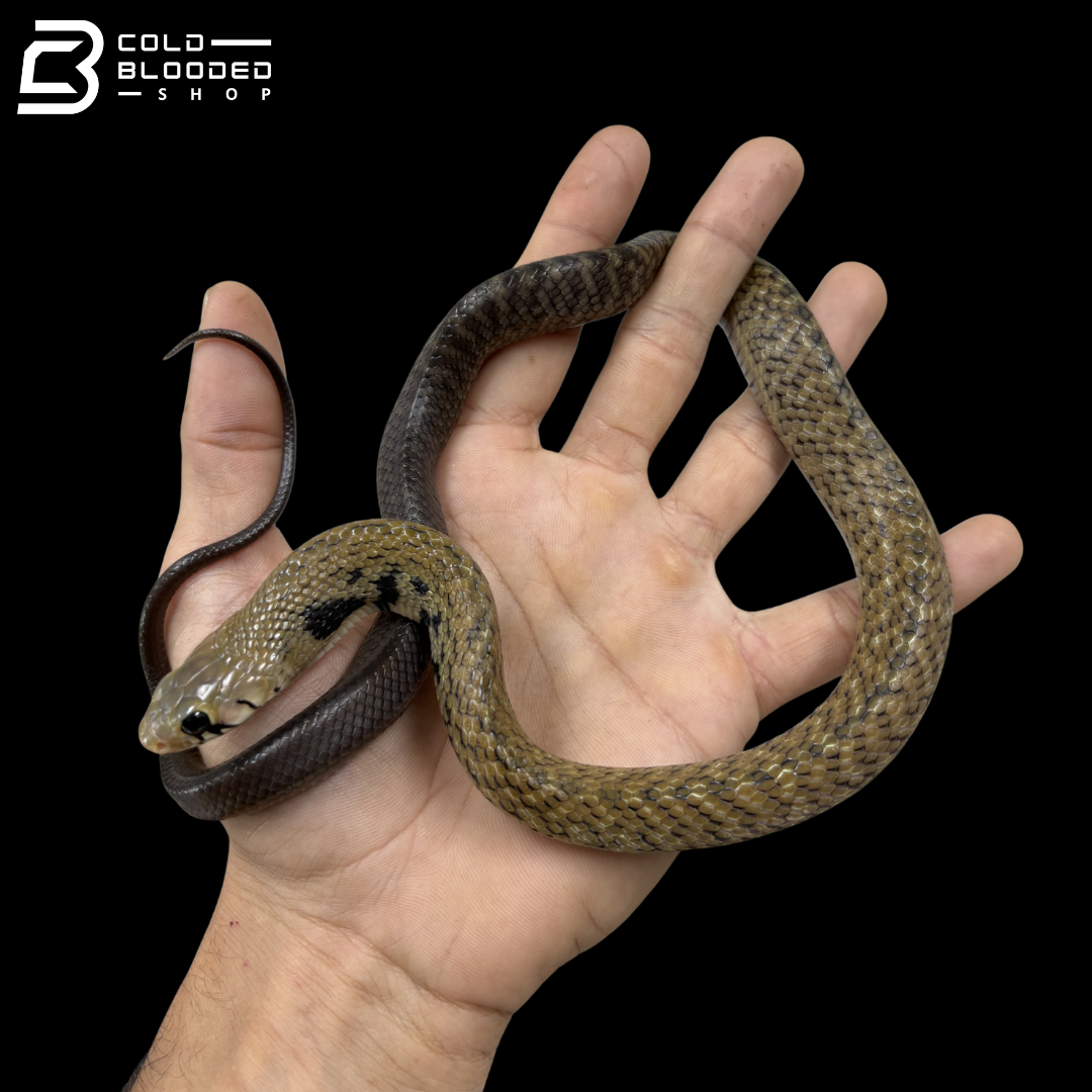 Black Tail Cribo Pair - Drymarchon melanurus