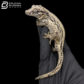 Pair Of B+W Stripe X B+W Orange Stripe Gargoyle Geckos