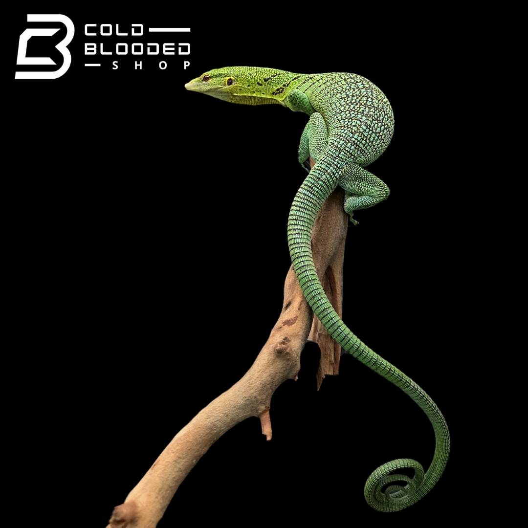 Adult Female Green Tree Monitor - Varanus prasinus