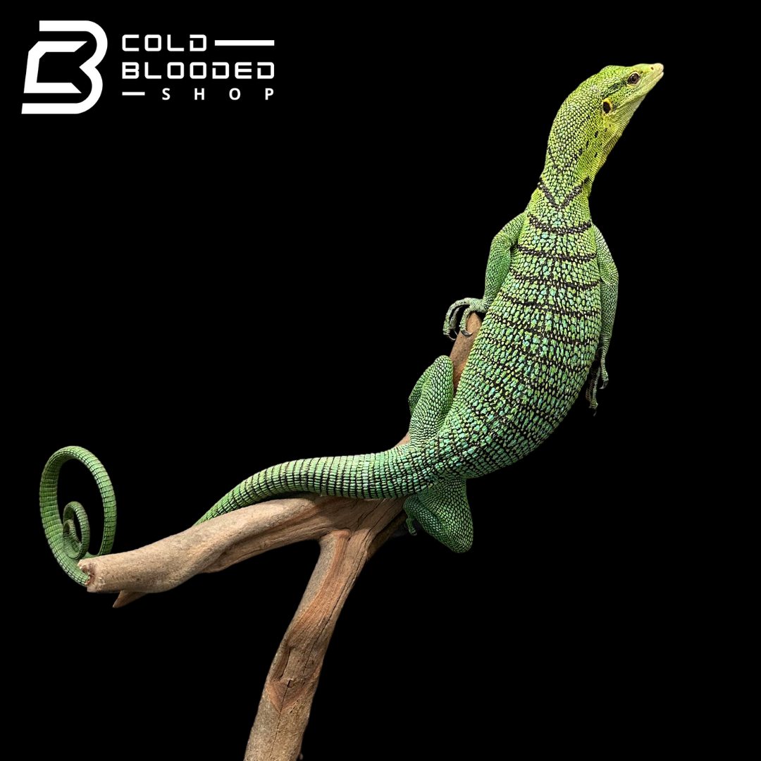 Adult Female Green Tree Monitor - Varanus prasinus