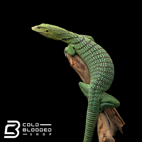 Adult Female Green Tree Monitor - Varanus prasinus