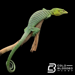 Adult Female Green Tree Monitor - Varanus prasinus