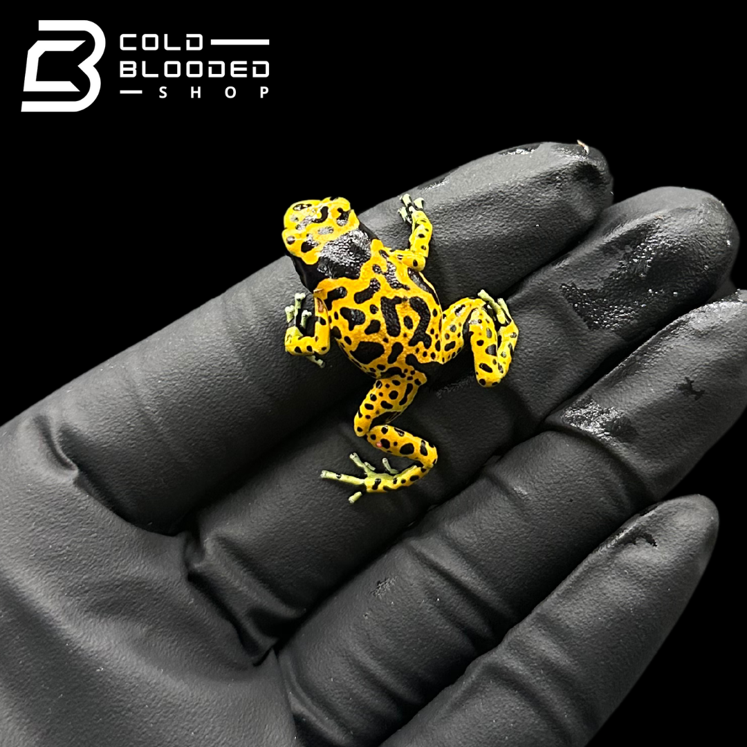 CB Fine Spot Bumblebee Poison Arrow Frogs - Dendrobates leucomelas