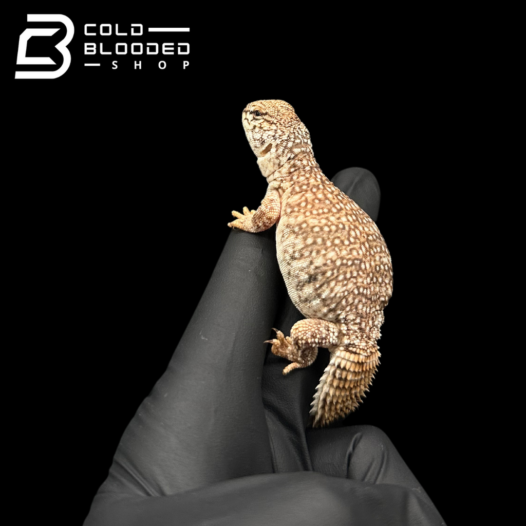 CB Baby Moroccan Flame Uromastyx - Uromastyx acanthinura nigriventris