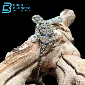 Sunwatcher Toad-headed Agamas - Phrynocephalus helioscopus - Cold Blooded Shop
