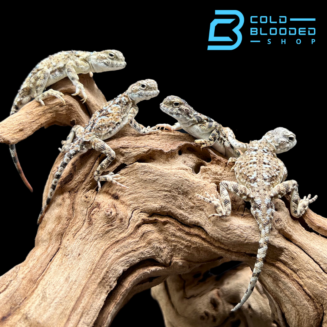 Sunwatcher Toad-headed Agamas - Phrynocephalus helioscopus - Cold Blooded Shop