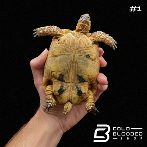 Greek Tortoises - Testudo graeca